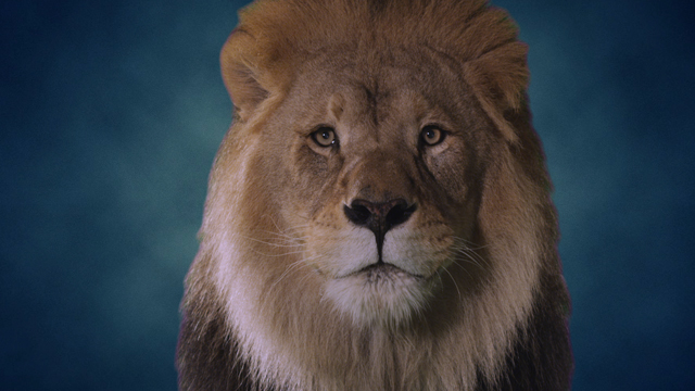 Male lion close-up of head