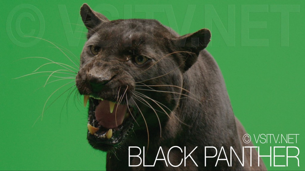 Black Panther