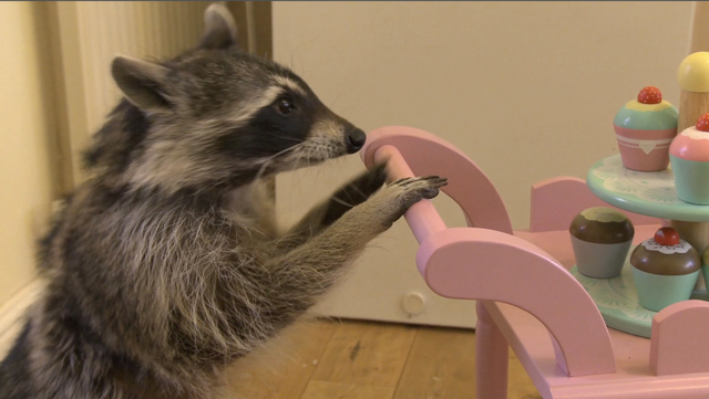 Melanie - the world's most talented raccoon