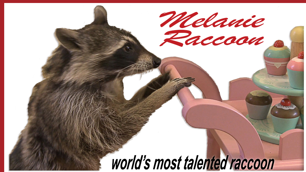 Melanie - the world's most talented raccoon