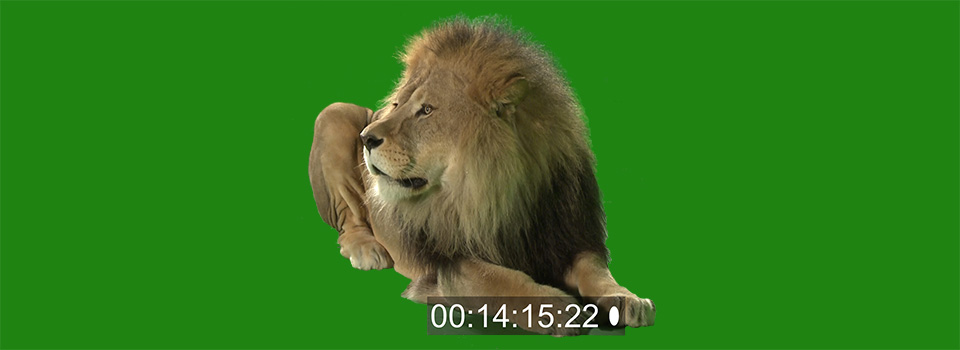 Lion in greenscreen studio