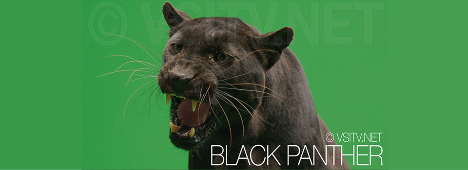 Black panther in green screen studio
